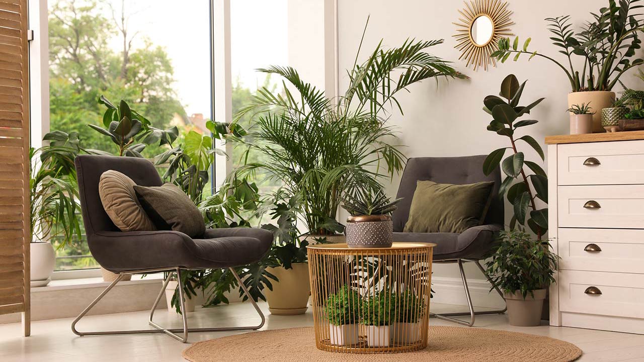 Image for Houseplants: Why, What and How? article