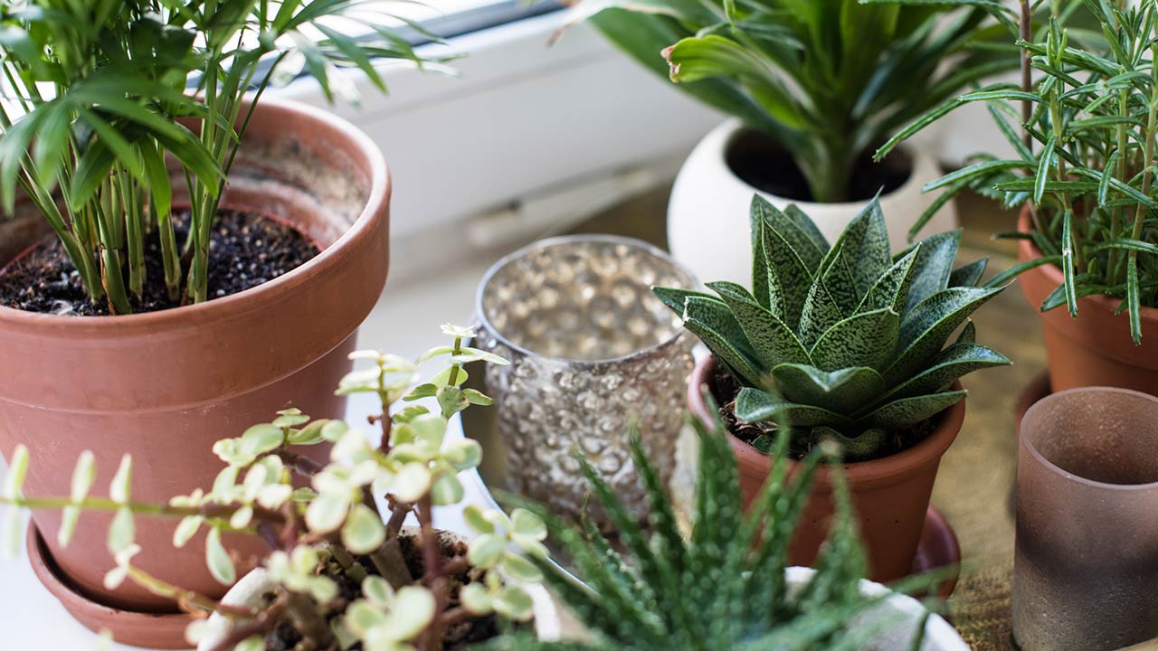 Image for How to Care for Your Houseplants During the Winter Months article